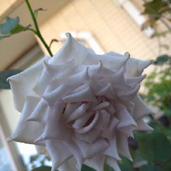 バラ ブルーグラビティの投稿画像一覧 Greensnap グリーンスナップ