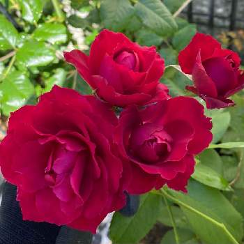 鉢植えの薔薇の画像 by ふぁりさん | 小さな庭と鉢植えの薔薇と薔薇が好きとローズオリ　バラと青木宏達さん作出と薔薇♪
