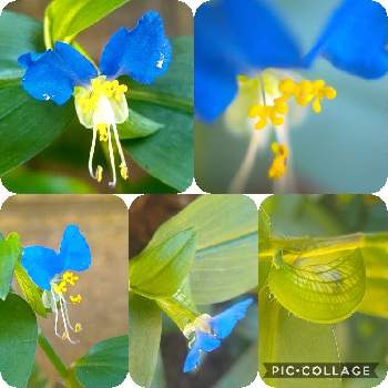 青チーム✨の画像 by *hiro*さん | ツユクサと庭パトと可愛い花と♯和の趣きと青チーム✨と花のある暮らし