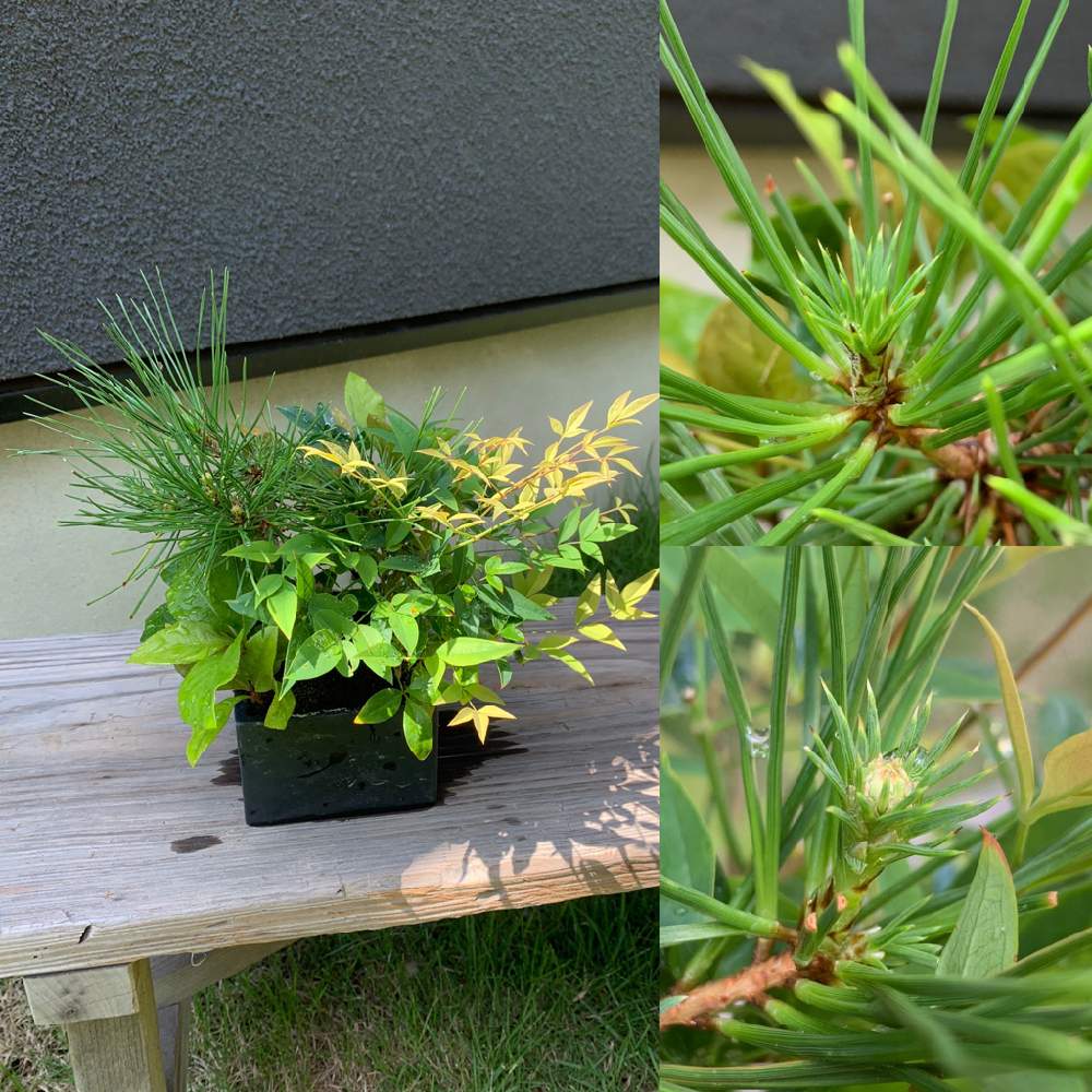 ミニ盆栽の投稿画像 By Yさん 芽切りと黒松盆栽とおうち園芸 21月7月19日 Greensnap グリーンスナップ