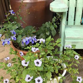 ブルーバタフライの画像 by グッチさん | 玄関とブルーバタフライとノラナシューティングスターと鉢植えとブルーの花と藤色の花とおうち園芸