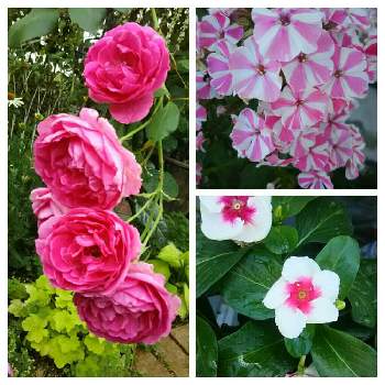薔薇 パレードの画像 by シュシュさん | 小さな庭とフロックスと日日草と薔薇 パレードとおうち園芸