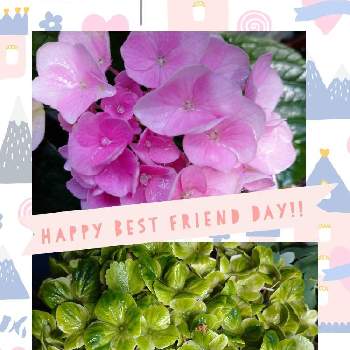 紫陽花ハイドランジアの画像 by レモンさん | 小さな庭と紫陽花☆とピンクの花と紫陽花ハイドランジアとおうち園芸といやし♡とグリーンの花と可愛い♡
