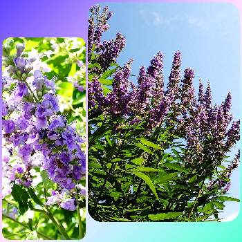 ラベンダー色の投稿画像一覧 Greensnap グリーンスナップ