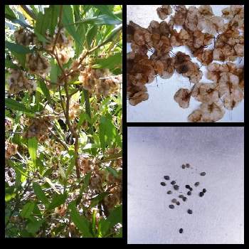 ドドナエア Greensnap グリーンスナップ