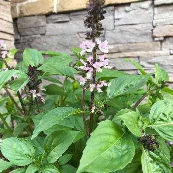 シナモンバジルの投稿画像一覧 Greensnap グリーンスナップ