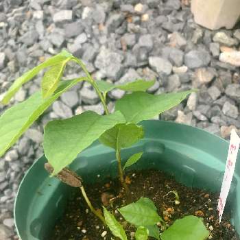 ポポーの投稿画像一覧 Greensnap グリーンスナップ