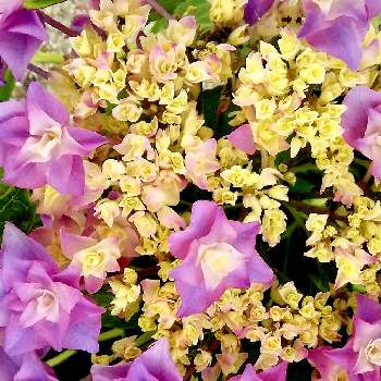 紫陽花フェスの画像 by こつぶさん | お出かけ先ときれいと紫陽花 アジサイ あじさいとかわいいとうっとりとoriの自由なピンクの日と癒しのひと時と紫陽花フェス