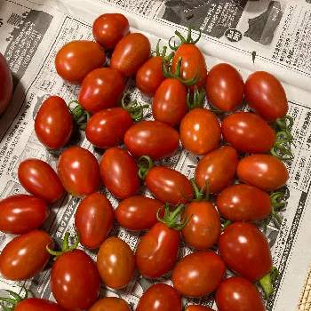 調理用トマトの画像 by dp106さん | 畑とシシリアンルージュとハイギャバ生活と家庭菜園とおうちde菜園とおうち園芸とトマト栽培と調理用トマト