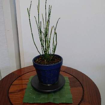 姫トクサの投稿画像一覧 Greensnap グリーンスナップ