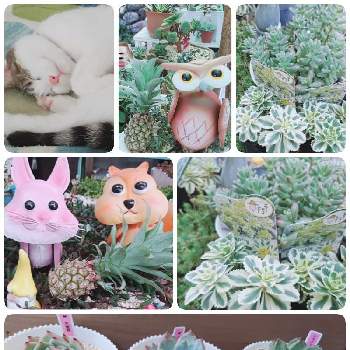 猫すきの画像 by haru.kさん | 小さな庭とお庭にいたいと猫すきと45さんの韓国苗とバラと夢CLUBと多肉女子とげんきもらえますと花のある暮らしとあつさにまけないでといやし♪と広島県