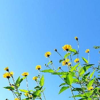 青空と花の画像 by るぅさん | 小さな庭とキクイモモドキと野の花と夏の花と青空と花と黄色い花と青空