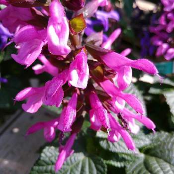 スーパーサルビア ロックンロール Proven Winners Pw ガーデニング 園芸 花苗 低木 多肉植物 花 植物