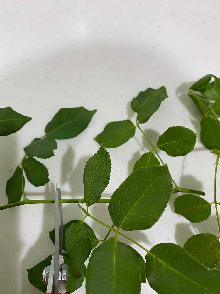 (ᵔᴥᵔ)♡ツルバラ♡挿し穂　かわいいお庭♡挿し穂用カット枝 Rose cuttings〛Winter cuttings are super easy! Let's try