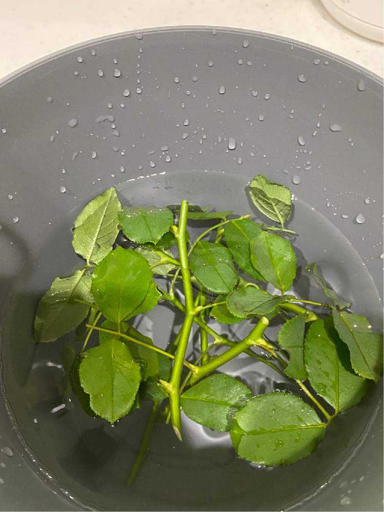 (ᵔᴥᵔ)♡ツルバラ♡挿し穂　かわいいお庭♡挿し穂用カット枝 Rose cuttings〛Winter cuttings are super easy! Let's try