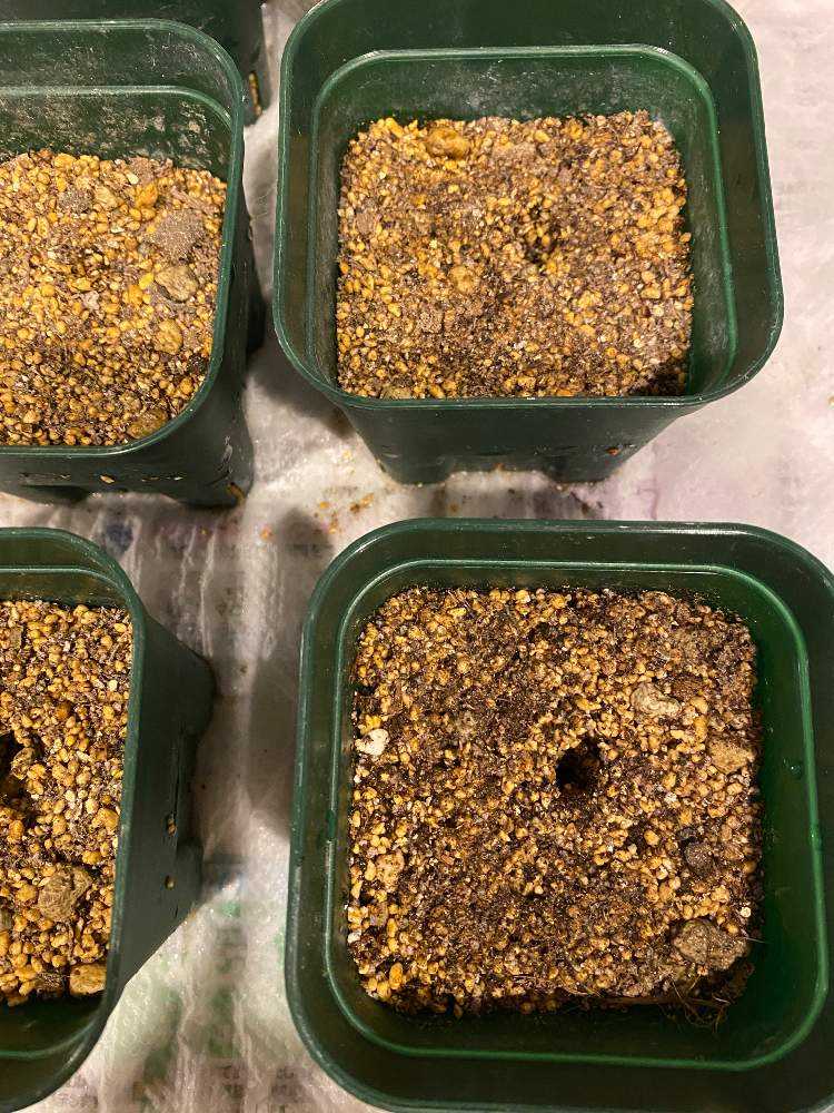 わが家のバラの挿し木の方法🌹緑枝挿し編｜🍀GreenSnap（グリーン