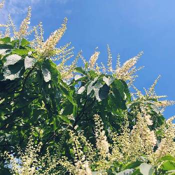 アメリカリョウブ の投稿画像一覧 Greensnap グリーンスナップ