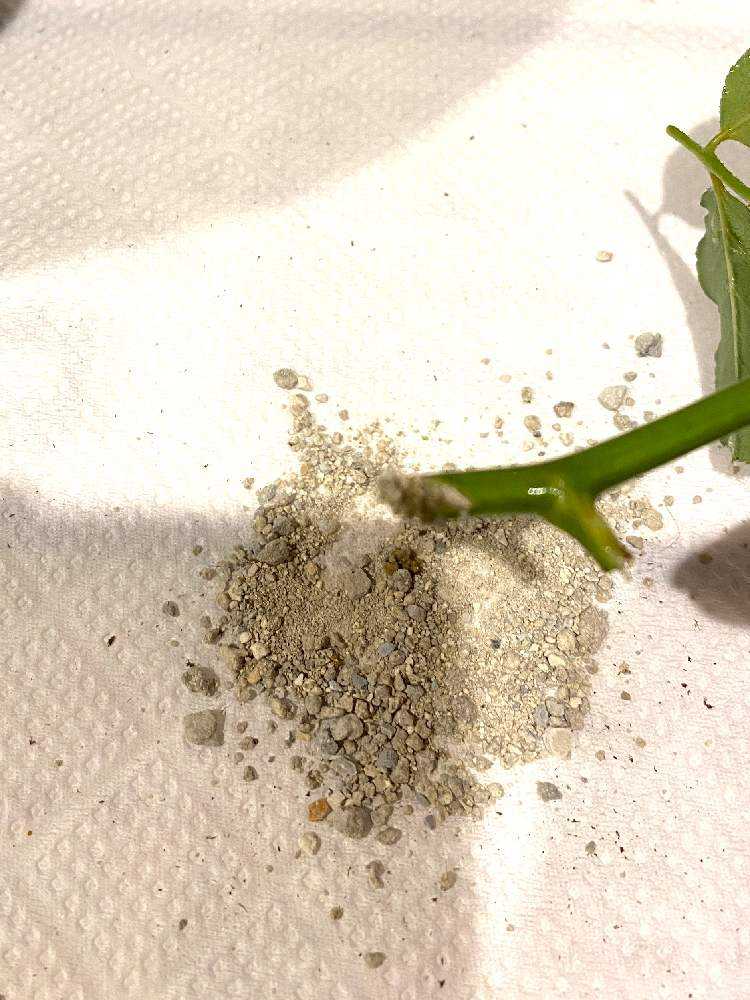 わが家のバラの挿し木の方法🌹緑枝挿し編｜🍀GreenSnap（グリーン