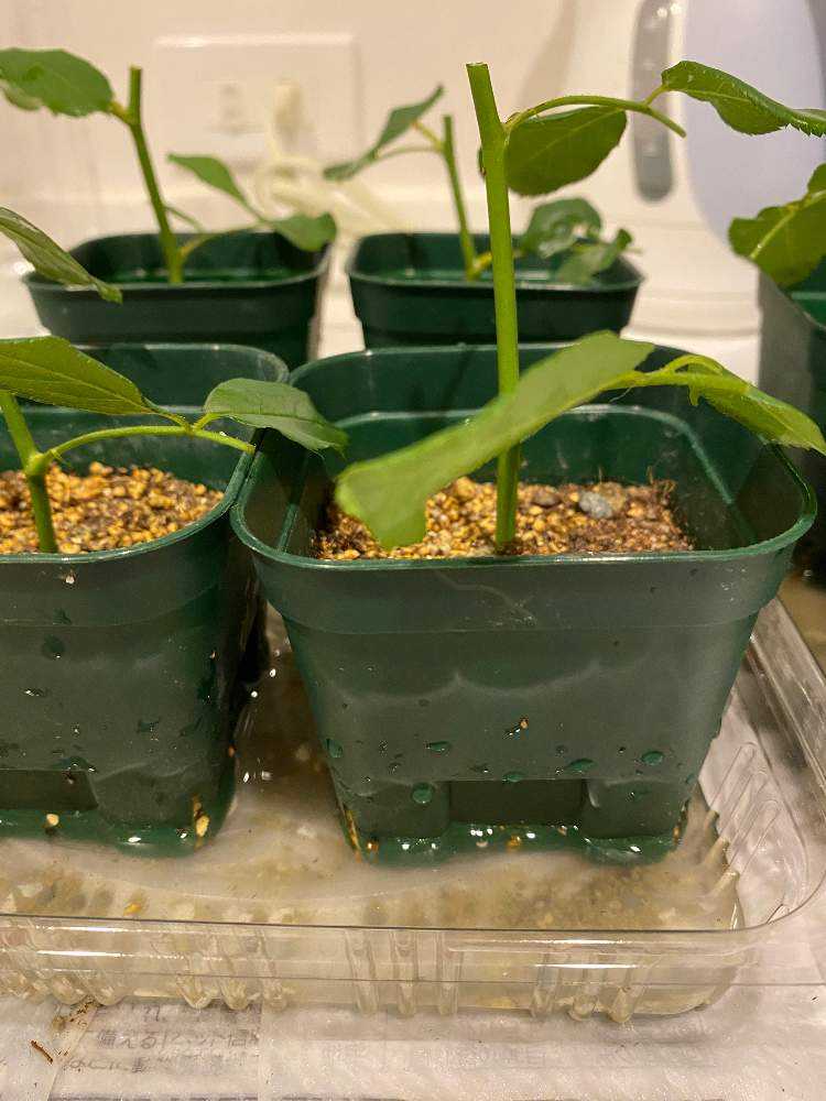 わが家のバラの挿し木の方法🌹緑枝挿し編｜🍀GreenSnap（グリーン