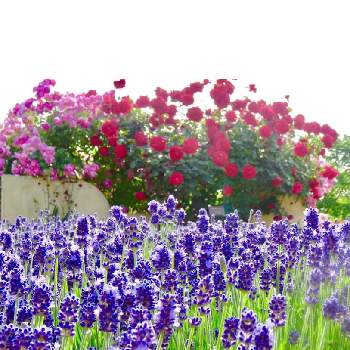 ラベンダー大好きの画像 by Toshieさん | お出かけ先とステキ☆と京成バラ園といやされる♡とキレイ☆と紫色の花と大好きとGSミニモニ。と今日のお花とラベンダー☆と癒されるといい香りと被災地にエールを…。と綺麗✨とラベンダー大好き