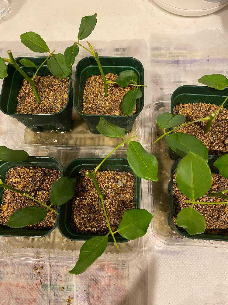 (ᵔᴥᵔ)♡ツルバラ♡挿し穂　かわいいお庭♡挿し穂用カット枝 バラ／挿し穂／枝／mama様専用です - メルカリ