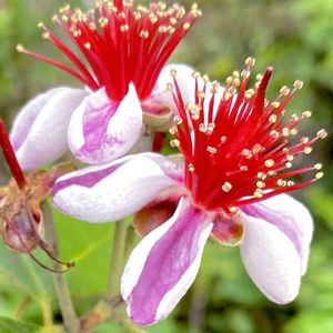 フェイジョア,公園,お散歩,屋上庭園,目についた植物の画像