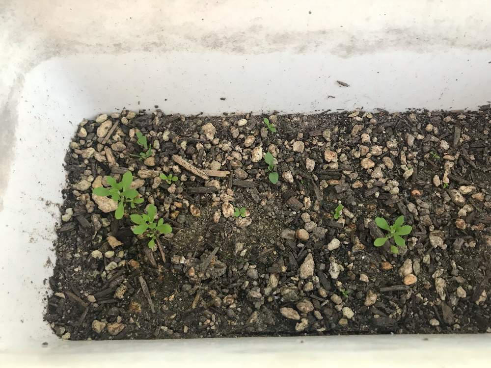 ブルーデージー 種から育てる Greensnap グリーンスナップ