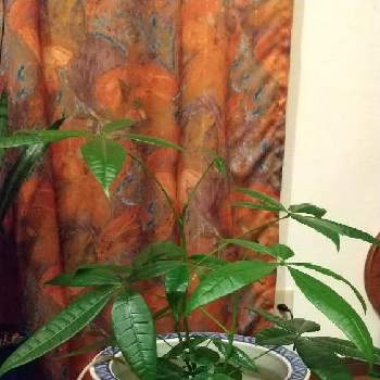 DAISO植物の画像 by アンナさん | 部屋とパキラとDAISO植物とミニ 観葉植物