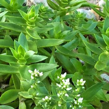 セダムの花の投稿画像一覧 Greensnap グリーンスナップ