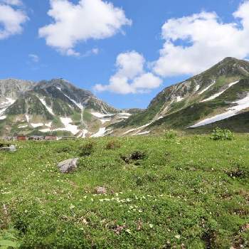 立山の画像 by ゆうみさん | お出かけ先と高山植物類と立山と花風景と山風景