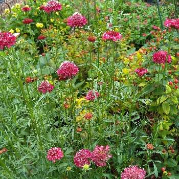 スカビオサ ルージュカーマインの画像 by hanabiraさん | 小さな庭とスカビオサ ルージュカーマインと庭の花と可愛い花と季節の花とガーデニングと花のある暮らしと挿し芽から育てると地植え