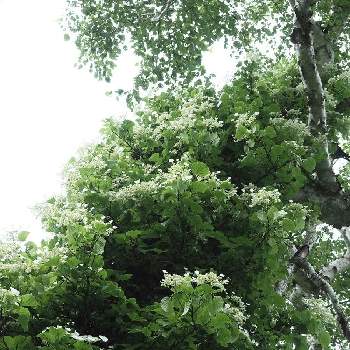 ツルアジサイ,白い花,北海道,木に咲く花,手稲山*。の画像