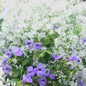 ユーフォルビア ダイアモンド・フロストの画像 by m_m77さん | 小さな庭とユーフォルビア ダイアモンド・フロストとスーパートレニアカタリーナ ブルーリバーとシェードガーデンと癒しとうすむらさきとラベンダー色とナチュラルガーデンとかわぃぃ。と小さな庭♡と小庭❤️と白いお花と小さな幸せ♡と小さな小さな庭と花のある暮らしと白い花と小さな幸せとPW育てたとむらさき❇︎とPWもりもり自慢2021