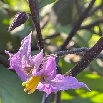 茄子の花の投稿画像一覧 Greensnap グリーンスナップ