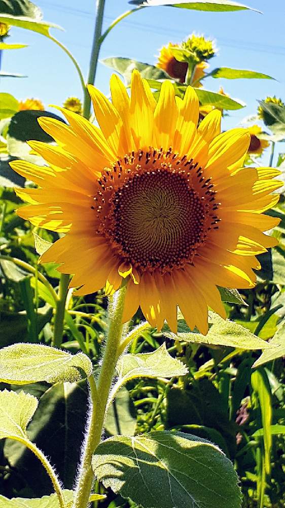 ヒマワリの投稿画像 By さくら貝さん ひまわりとスマホ撮影と 今日のお花 とヒマワリ と景色と季節の花と今日のお花とひまわり と向日葵 ひまわり ヒマワリと今日の花と風景と花びらとお花と夏を彩るひまわり21と浮島ひまわりランド 21月7月日