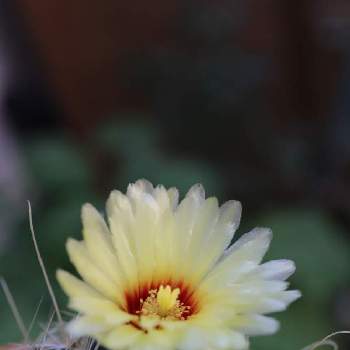 サボテンの花☘️の画像 by hiro2917さん | バルコニー/ベランダと改元丸と花のある暮らしとさぼてんとコロナに負けるなとサボテンの花とサボテンの花☘️