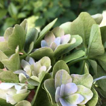 緑の花の投稿画像一覧 Greensnap グリーンスナップ