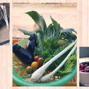 シソ 大葉 の投稿画像一覧 Greensnap グリーンスナップ