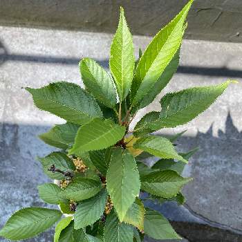 葉桜の投稿画像一覧 Greensnap グリーンスナップ