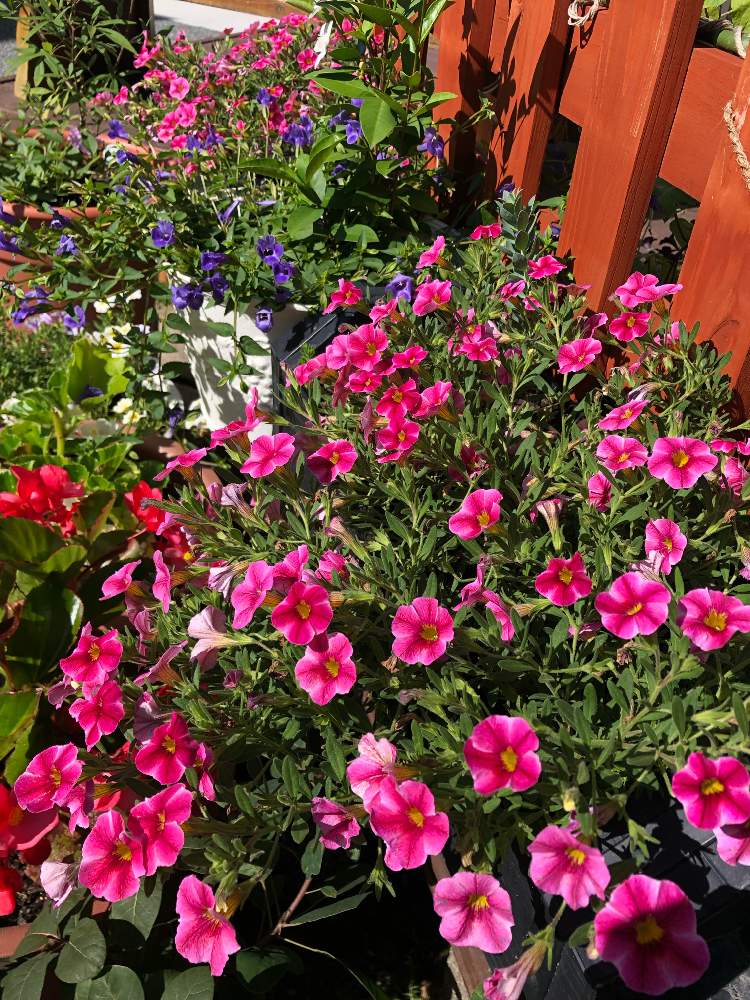 小さな庭の画像 by 7033さん | 小さな庭とPWスーパーベル、ストロベリースライスとスーパートレニア カタリーナ ブルーリバーといい感じ♡とかわいいピンクと初めての花♡とおうち園芸と植中毒と花のある暮らしと元気になるカラーとPWもりもり自慢2021とながーく咲いてね