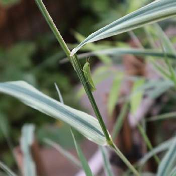 斑入りクサヨシの投稿画像一覧 Greensnap グリーンスナップ