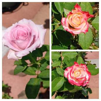 バラ＊ジュビレ デュ プリンス ドゥ モナコの画像 by はっぴーさん | 小さな庭とブルームーンとバラ ジュビレデュプリンスドゥモナコと①昨日と②今日とバラ＊ジュビレ デュ プリンス ドゥ モナコとばら バラ 薔薇とガーデニング大好きとバラ大好きときれいなお花と美しい薔薇とブルームーン♡とかわいいとかわいいお花