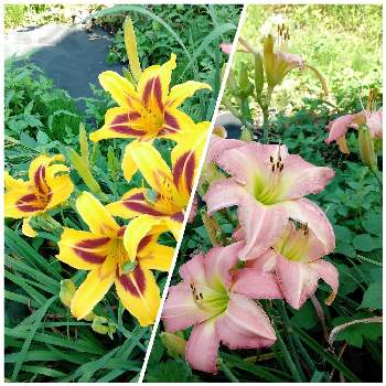 ノカンゾウの花の投稿画像一覧 Greensnap グリーンスナップ