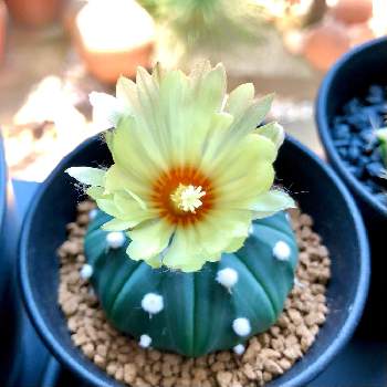 瑠璃兜 の投稿画像一覧 Greensnap グリーンスナップ 瑠璃兜 の投稿画像一覧 Greensnap グリーンスナップ