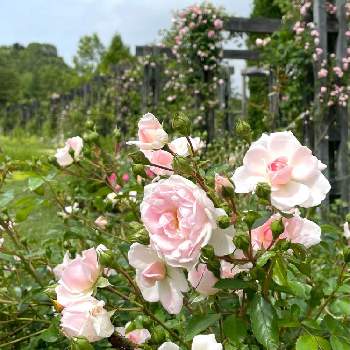 北海道のガーデンの画像 by tomoさん | バラとばら バラ 薔薇と銀河庭園とお花のある暮らしと北海道からとえこりん村と北海道のガーデンと薔薇♪とバラを楽しむ