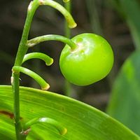 スズラン,花壇,ガーデニング,山野草,キジカクシ科の画像