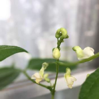 いんげんの花の投稿画像一覧 Greensnap グリーンスナップ