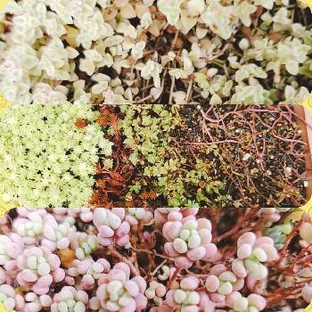 これからどうしようの投稿画像一覧 Greensnap グリーンスナップ