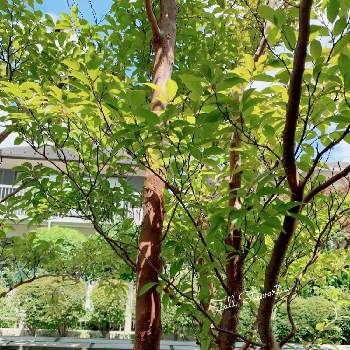 ヒメシャラの木の画像 by oharuさん | ヒメシャラと庭の木と植木とヒメシャラの木