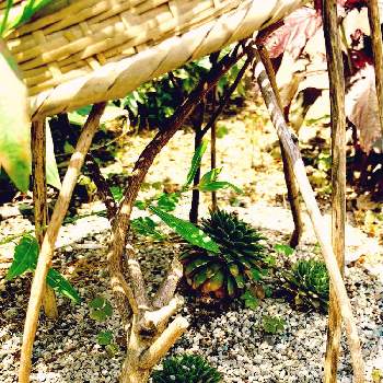 センペルビウム バニラシフォンの画像 by ハルさん | 広い庭とセンペルビウム バニラシフォンと多肉植物と昼下がりの午後と７月の庭